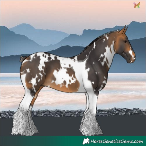 Horse Color:White Spotted Buckskin Tobiano 