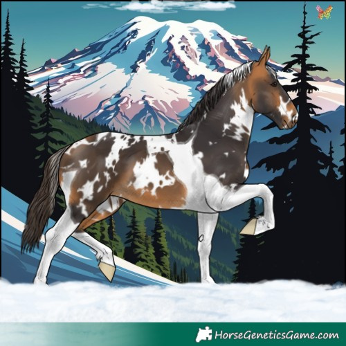 Horse Color:White Spotted Buckskin Tobiano 
