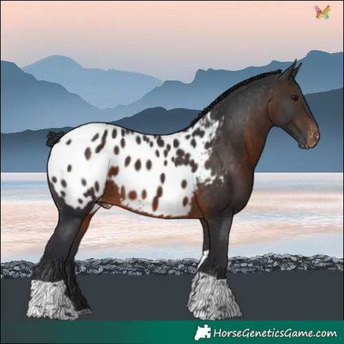Horse Color:Brown Tobiano Blanket 