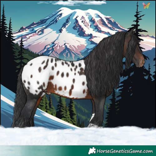 Horse Color:Brown Tobiano Appaloosa