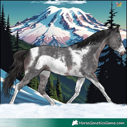 Horse Color:Smoky Black Sabino Tobiano Frame 