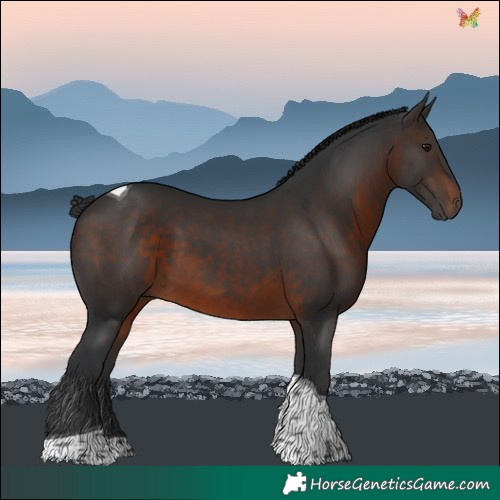 Horse Color:Brown Tobiano 
