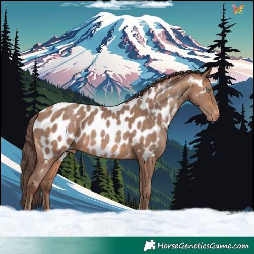 Horse Color:Amber Champagne Appaloosa 