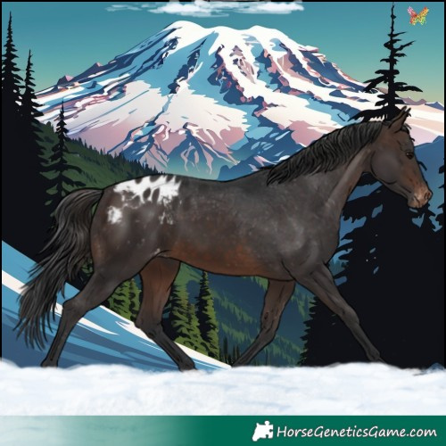 Horse Color:Brown Appaloosa 