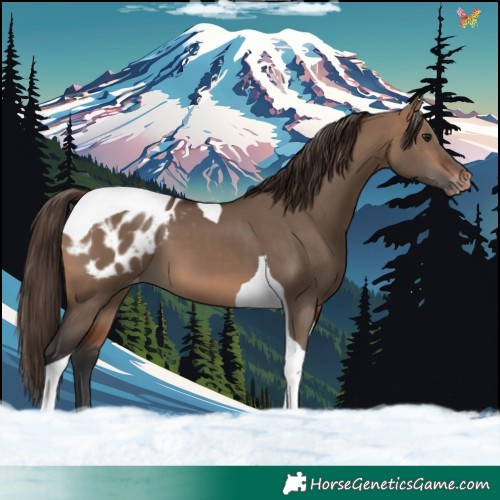 Horse Color:Bay Dun Tobiano Blanket