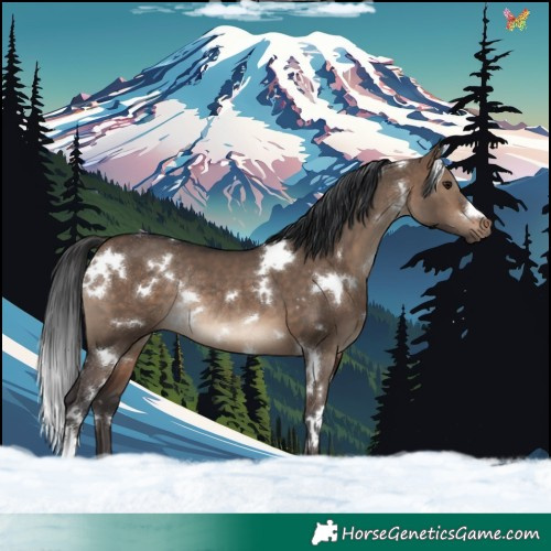 Horse Color:White Spotted Bay Dun Rabicano 