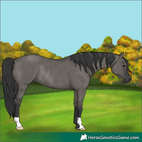 Horse Color:Unknown 