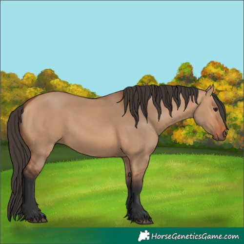 Horse Color:Bay Dun 