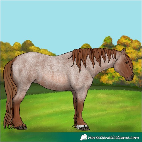 Horse Color:Red Roan 