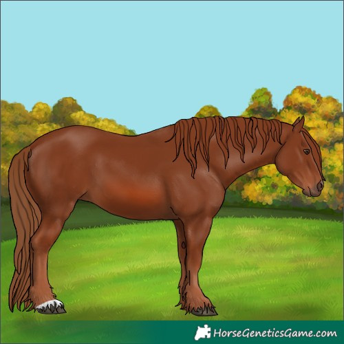 Horse Color:Chestnut 