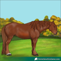 Horse Color:Chestnut 