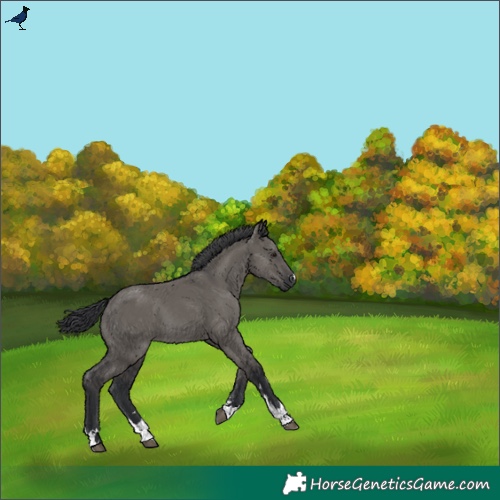 Horse Color:Grullo