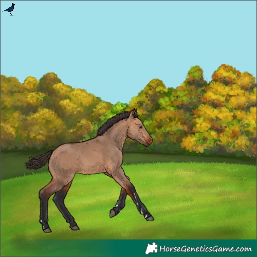 Horse Color:Bay Dun Rabicano