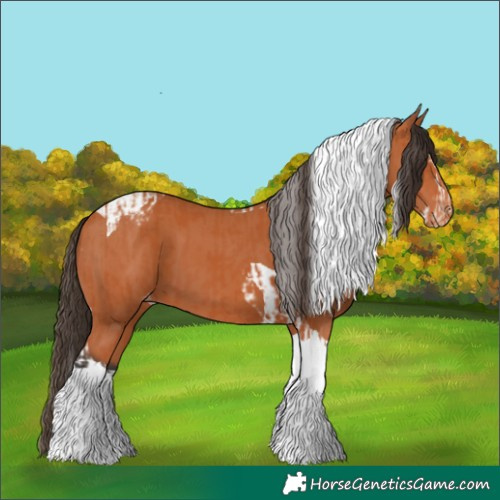 Horse Color:Bay Splash Tobiano Appaloosa  and Bay Tobiano Appaloosa 