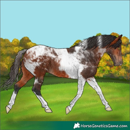 Horse Color:Bay Tobiano 