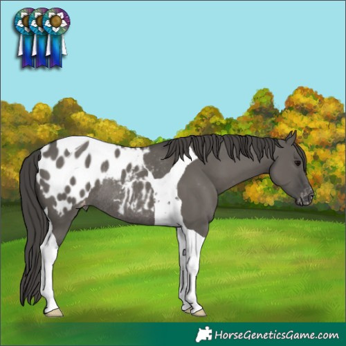 Horse Color:Grullo Tobiano Blanket Rabicano 