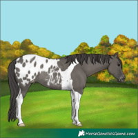 Horse Color:Grullo Tobiano Appaloosa Rabicano 