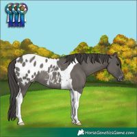 Horse Color:Grullo Tobiano Appaloosa Rabicano 