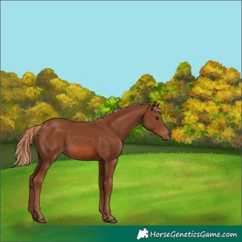 Horse Color:Chestnut 