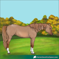 Horse Color:Red Dun Tobiano 