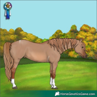 Horse Color:Red Dun Tobiano