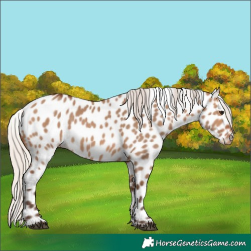 Horse Color:Silver Brown Dun Appaloosa 