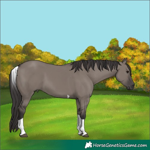 Horse Color:Smoky Grullo Tobiano