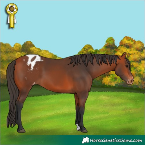 Horse Color:Bay Appaloosa