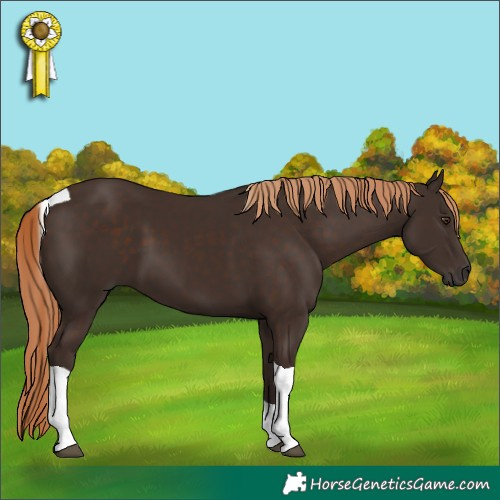 Horse Color:Liver Chestnut Tobiano 