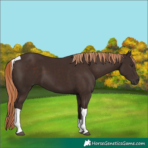 Horse Color:Liver Chestnut Tobiano 