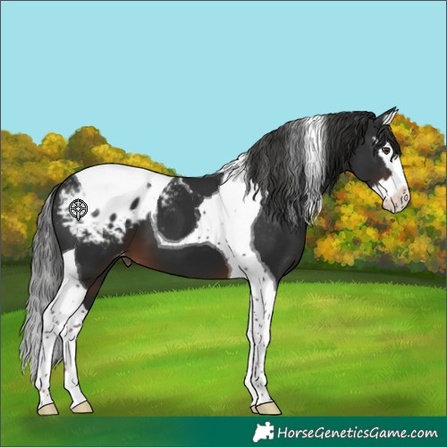 Horse Color:Liver Chestnut Splash Tobiano Appaloosa 