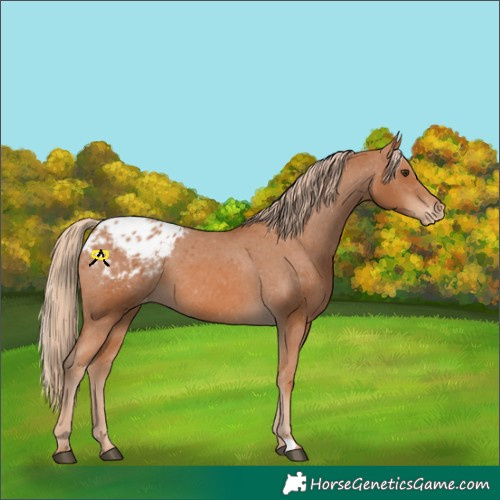 Horse Color:Chestnut Appaloosa 