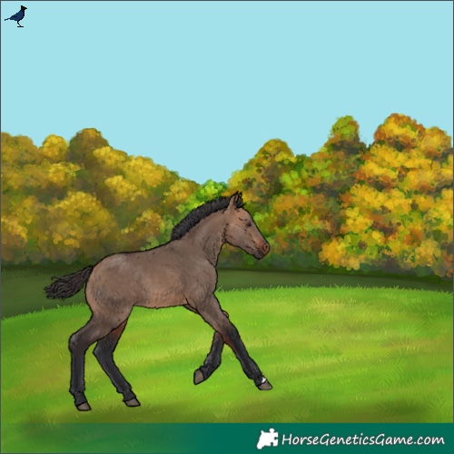 Horse Color:Bay Dun