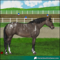 Horse Color:Powder White Brown Dun Rabicano
