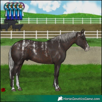 Horse Color:Powder White Silver Brown Rabicano