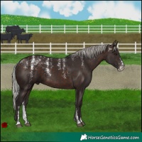 Horse Color:Powder White Silver Brown Rabicano 