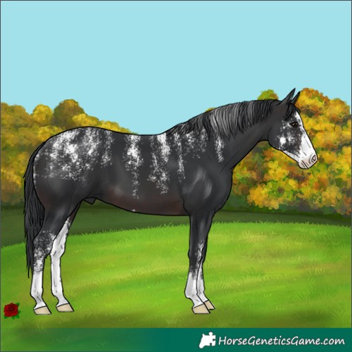 Horse Color:Powder White Brown Sabino 