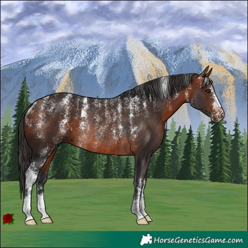 Horse Color:Powder White Bay Rabicano 