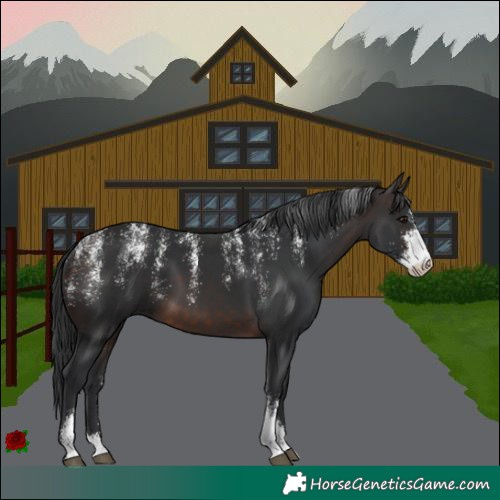 Horse Color:Powder White Brown Sabino 