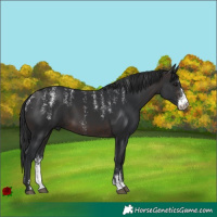 Horse Color:Powder White Brown Sabino 