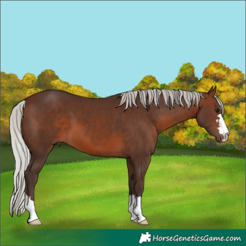 Horse Color:Silver Brown 