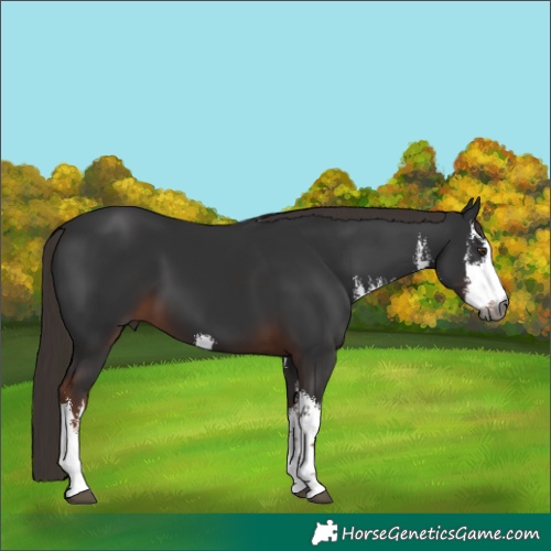 Horse Color:Gray White Spotted Liver Chestnut 
