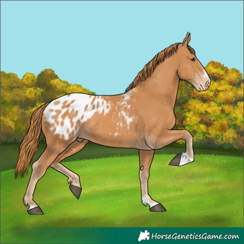 Horse Color:Unknown 