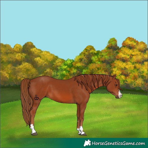 Horse Color:Chestnut 