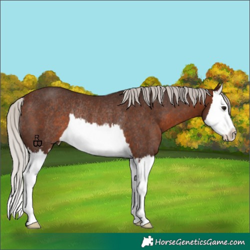 Horse Color:Silver Brown Splash Rabicano