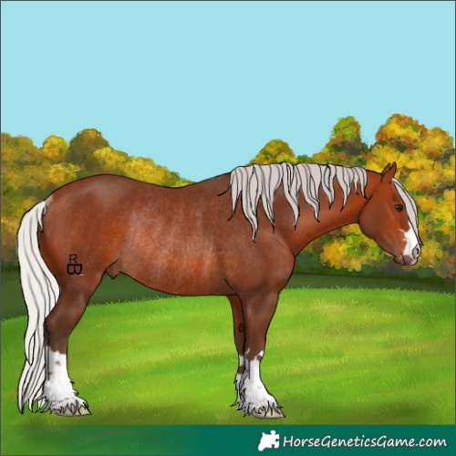 Horse Color:Silver Bay Rabicano