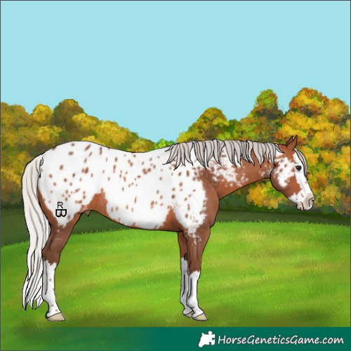 Horse Color:Silver Brown Splash Appaloosa Rabicano