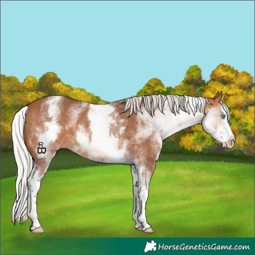 Horse Color:White Spotted Silver Bay Splash Rabicano