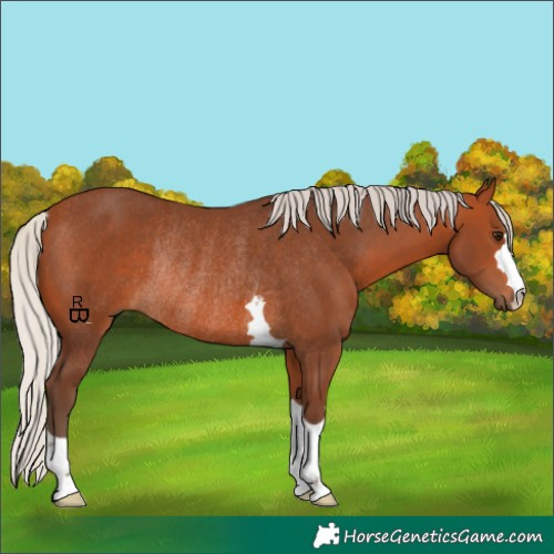 Horse Color:Silver Bay Rabicano 