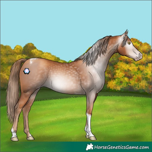 Horse Color:Gray Gold Champagne Tobiano 